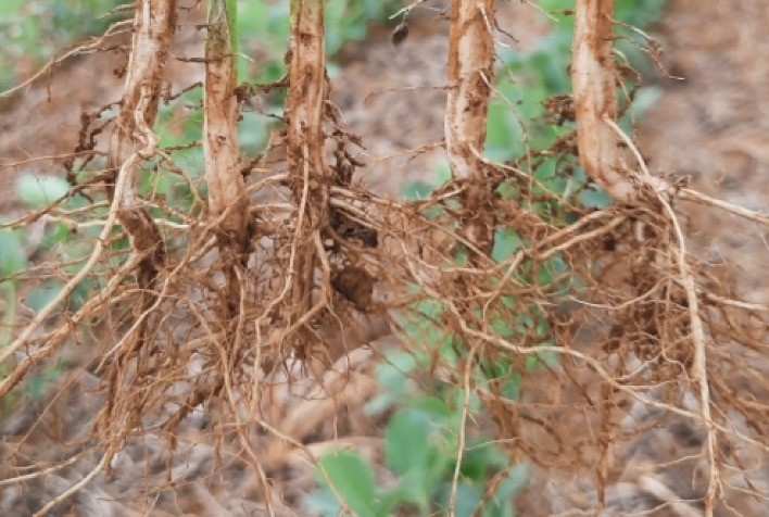 Inoculação Radicular na Soja Garante Maior Produtividade e Sustentabilidade na Safrinha de Milho