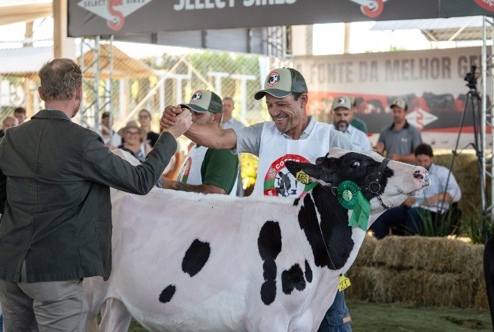 Raça Holandesa é Destaque na Expoagro Cotricampo com 106 Animais Inscritos
