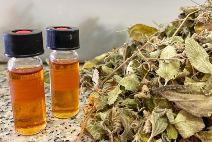 Alecrim-do-mato: pesquisa da Embrapa avança na produção e uso comercial da planta nativa da Caatinga