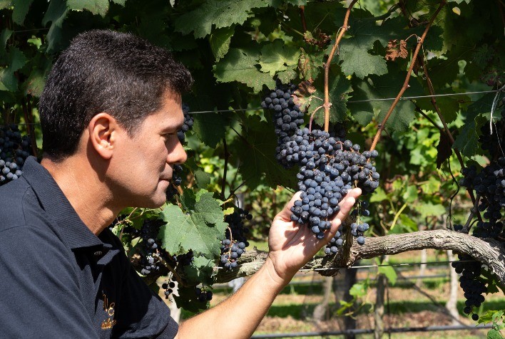 Vinícola Essenza Inicia Safra 2026 com Colheita Antecipada e Projeção de Produção Recorde