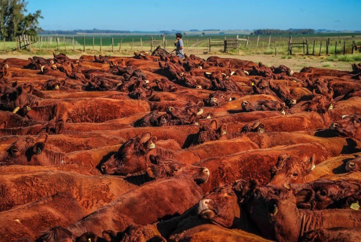 Registros Genealógicos da Pecuária Crescem 65% em 2025 e ANC Ultrapassa Marca de 100 Mil Animais Inspecionados