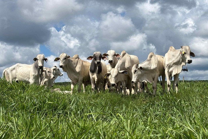 Intensificação sustentável de pastagens ganha espaço no Coplacampo 2026 e reforça foco em produtividade e rentabilidade