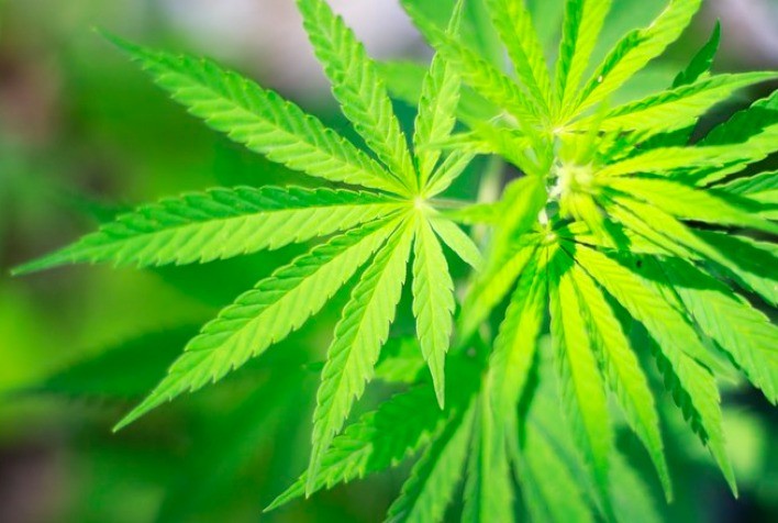 Novas normas da Anvisa impulsionam produção nacional e segurança no mercado de Cannabis Medicinal