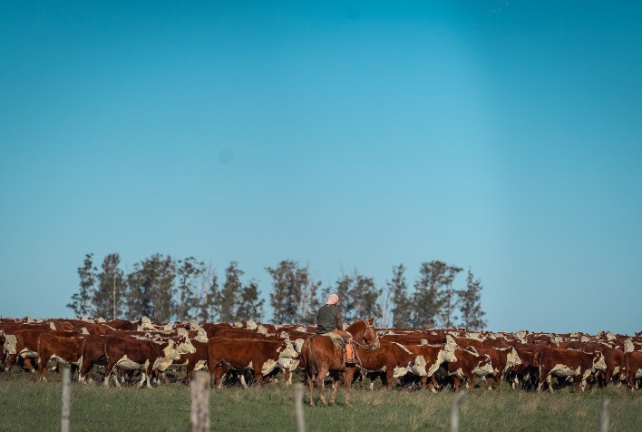 ABHB estreia na Abertura da Colheita do Arroz com foco em integração entre pecuária e agricultura