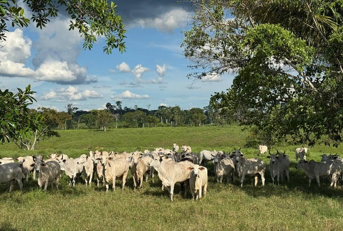 Planejamento e nutrição estratégica elevam rentabilidade no descarte de fêmeas de corte