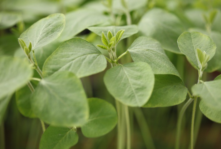 Tecnologias de Nova Geração Ajudam Plantas a Enfrentar Extremos Climáticos e Garantir Produtividade