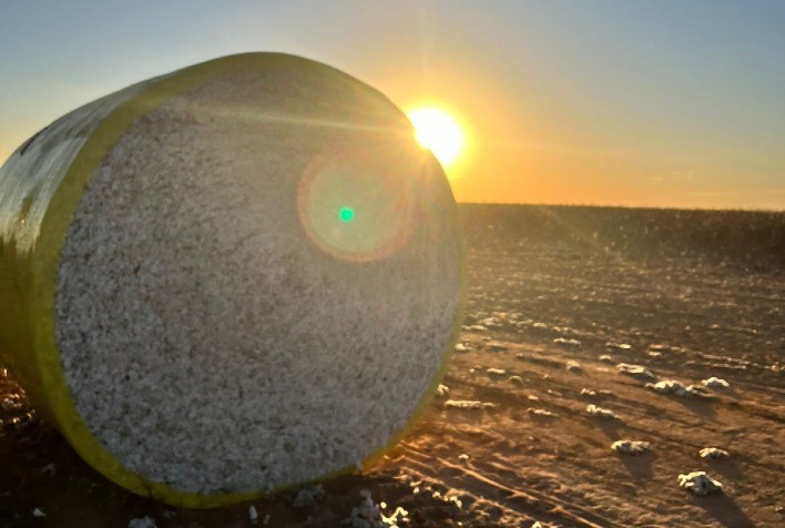 Feriado de Carnaval Reduz Ritmo do Mercado de Algodão no Brasil