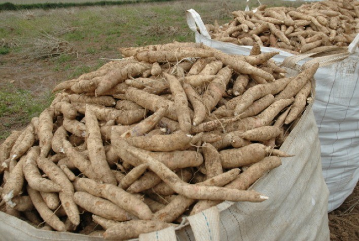 Produção de mandioca em Goiás cresce e bate recorde histórico no VBP