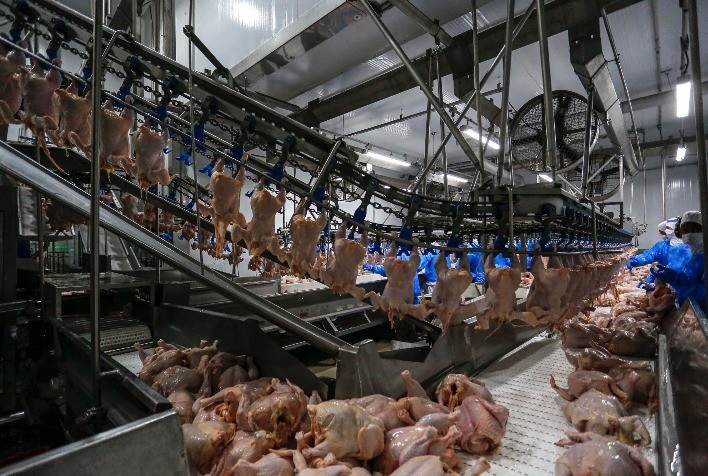 Adapar regulamenta credenciamento de empresas para inspeção de animais de corte no Paraná