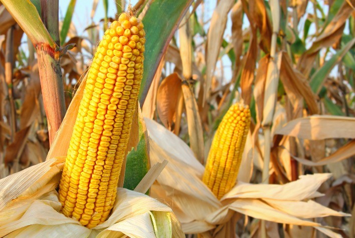 Mercado do Milho Mostra Reação e Mantém Sustentação com Apoio do Clima e da Logística