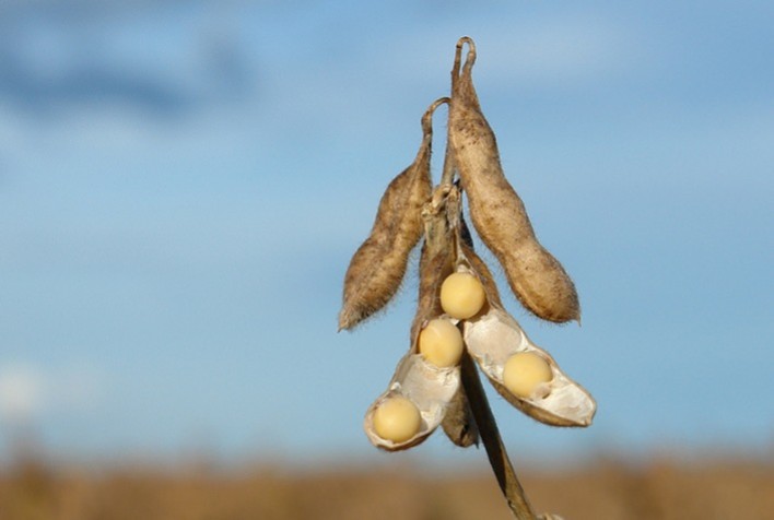 Soja Pode Continuar em Alta? Análise da Barchart Aponta Potencial de Valorização com Clima e Demanda Global