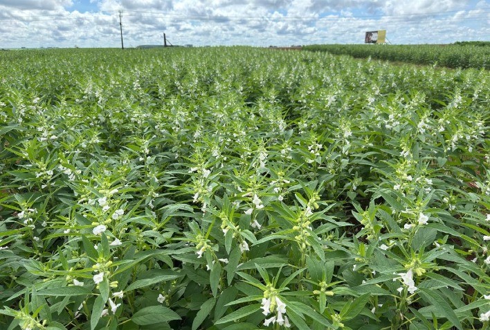 Gergelim se consolida como segunda safra estratégica e impulsiona produção em Mato Grosso