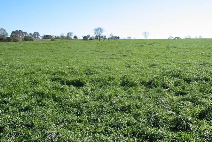 Recuperação de pastagens pode aumentar carbono do solo em até 23%, destaca estudo da USP