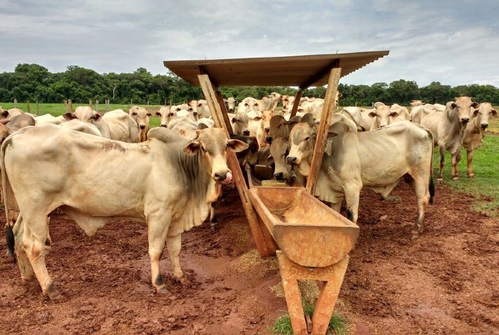 Suplementação estratégica durante as águas pode dobrar o ganho de peso do rebanho