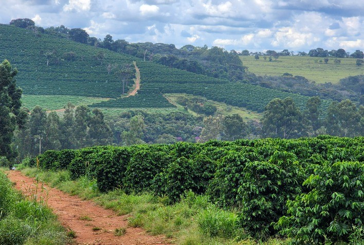 Café Mineiro Puxa Alta e Brasil Pode Ter Maior Safra da História em 2026, Aponta Conab