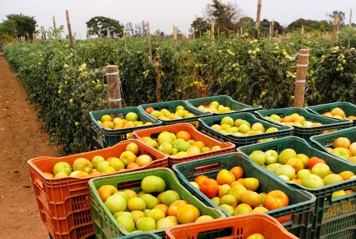 Preço do tomate sobe após o Carnaval com oferta irregular e qualidade afetada pelas chuvas