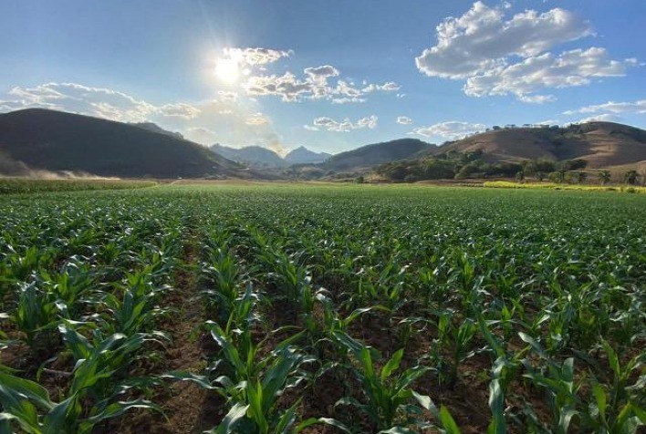Custos de produção do milho sobem mais de 7% em Mato Grosso, aponta relatório do IMEA