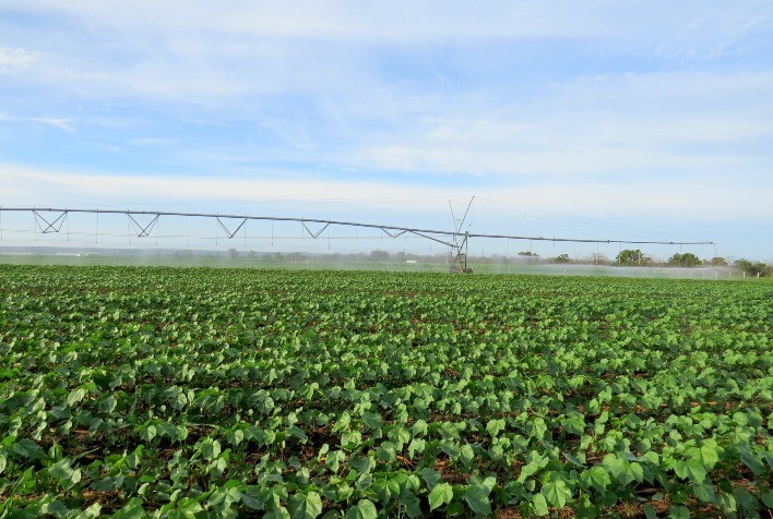 Plantio de algodão em Mato Grosso chega a 98% e safra 2025/26 caminha para encerramento