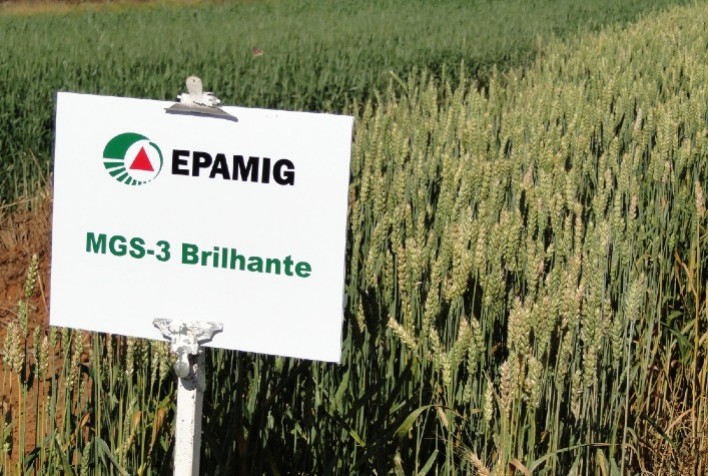 Trigo se consolida como alternativa eficiente para silagem na pecuária leiteira