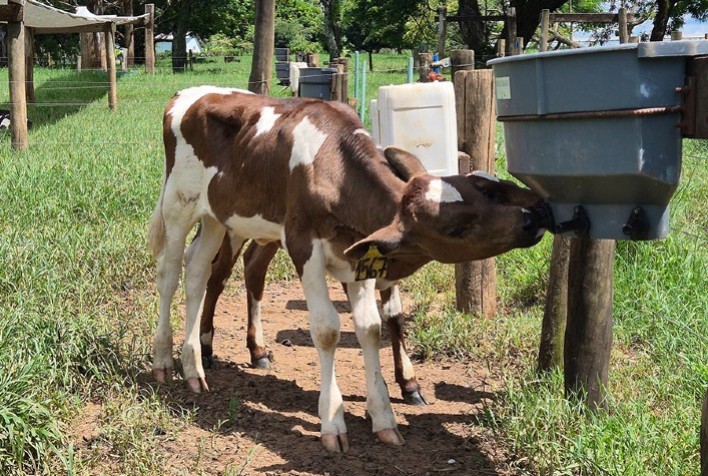 Bebedouros com bico reduzem sucção cruzada e melhoram bem-estar de bezerros leiteiros