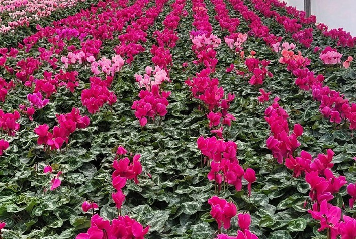 Sequenciamento inédito no Brasil avança no combate à murcha do ciclame e reforça controle de doenças em plantas ornamentais