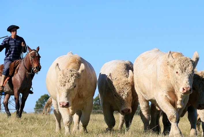 Simulador Pecuaria.io promete revolucionar a gestão da pecuária de corte no Brasil