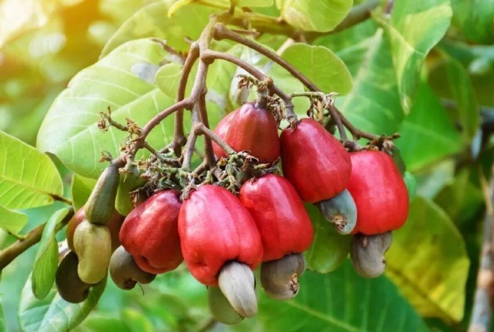 Caju: a fruta brasileira rica em antioxidantes que fortalece o corpo e pode ser cultivada em casa