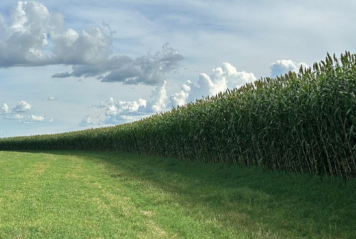 Novo sorgo forrageiro gigante promete alta produtividade e resistência em diferentes regiões do Brasil