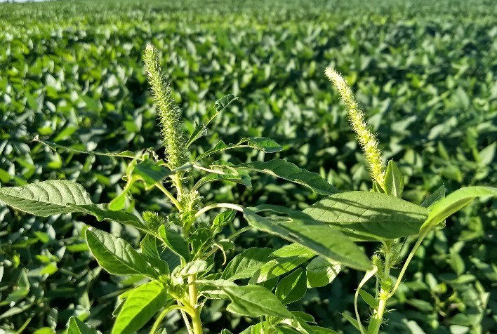 Agrodefesa intensifica fiscalização em lavouras de soja para evitar chegada do Amaranthus palmeri em Goiás