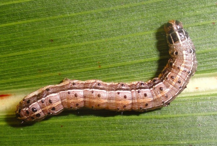Lagarta-do-cartucho exige atenção no início da safrinha de milho: veja como identificar e controlar a praga