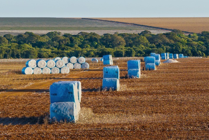 Brasil encerra safra recorde de algodão e inicia novo ciclo com custos menores e mercado pressionado