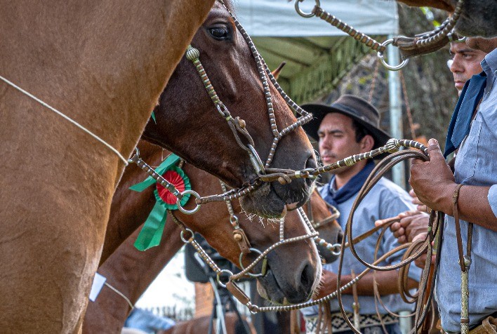 Prévia Morfológica FICCC 2026 reúne mais de 100 exemplares da raça Crioula em Esteio