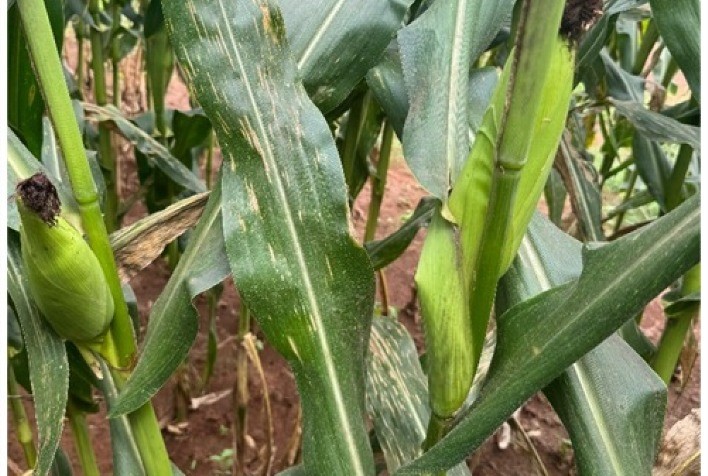 Doenças foliares ameaçam milho safrinha e manejo antecipado se torna essencial