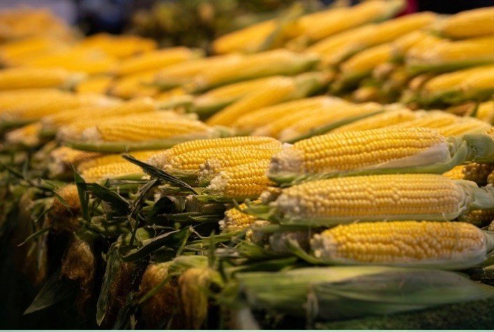 Mercado de Milho Mantém Cautela no Sul e Apresenta Alta nos Futuros