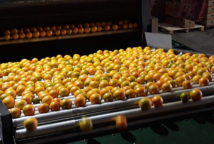 Safra de laranja 2025/26 se aproxima do fim com poucas indústrias ainda em operação