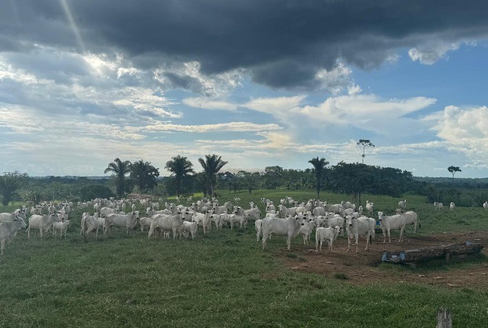Pressão de carrapatos permanece alta no fim do período chuvoso e exige manejo estratégico antes do outono