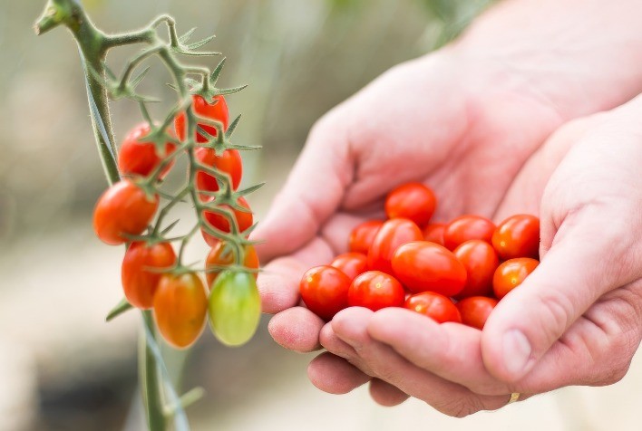Rota do Tomate + Sustentável abre inscrições para reconhecer produtores alinhados às novas exigências do mercado