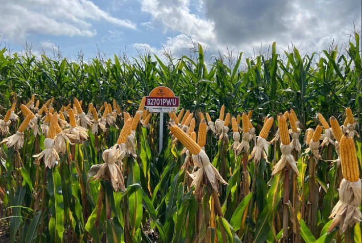 Milho híbrido com tecnologia avançada ajuda no controle de nematóides e fortalece sistema soja-milho