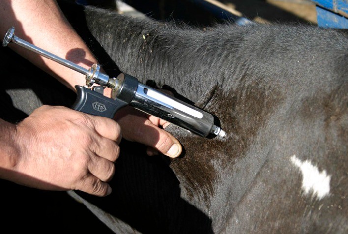 Calendário sanitário atualizado garante produtividade e reduz perdas na pecuária