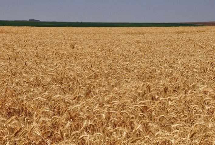 Mercado de Trigo Segue em Ritmo Lento com Oferta Restrita e Demanda Cautelosa em Fevereiro