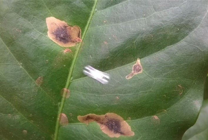 Manejo preventivo do bicho-mineiro garante produtividade e qualidade nos cafezais brasileiros