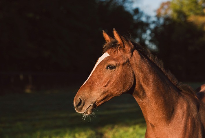 Zoetis é pioneira em certificar portfólio equino com selo Fair4Them de bem-estar animal