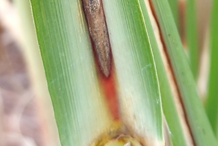 Síndrome da Murcha da Cana-de-Açúcar preocupa o setor e pode causar perdas de até 60%