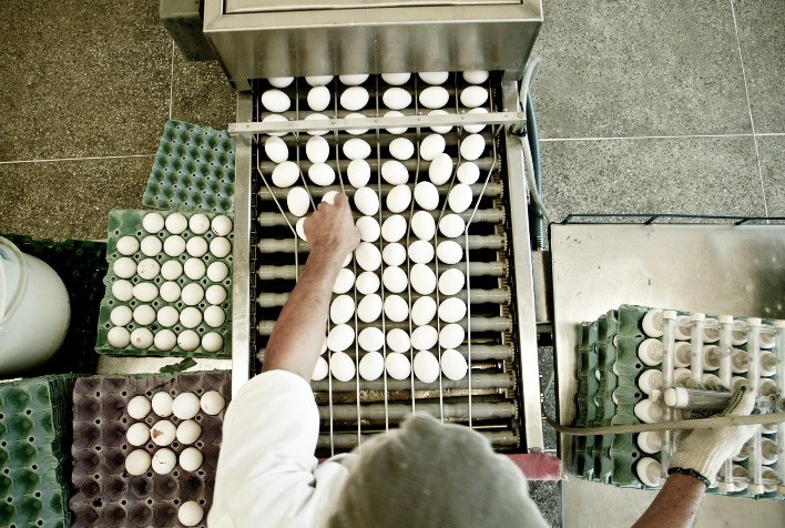 Produção de ovos nos Estados Unidos cresce em janeiro e confirma expansão da avicultura