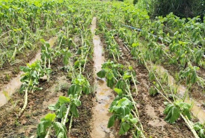 Chuvas causam prejuízos a mais de 400 produtores rurais na Zona da Mata, aponta Emater-MG