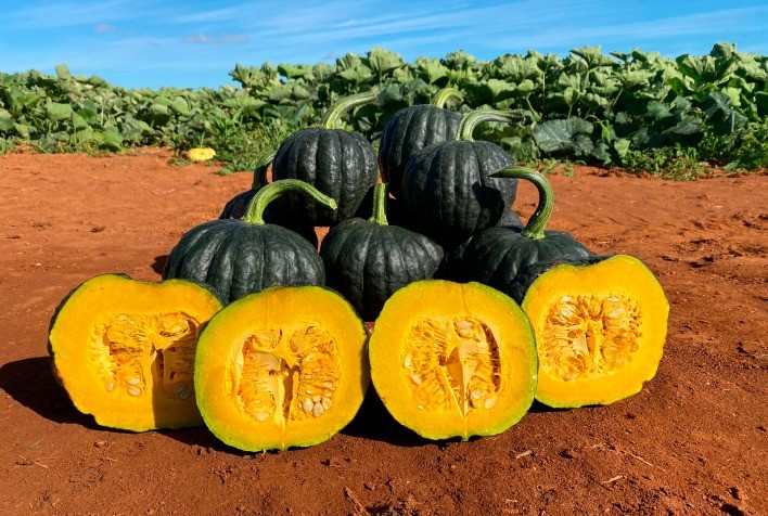 Polinização é desafio central no cultivo da abóbora japonesa Tetsukabuto e exige manejo estratégico