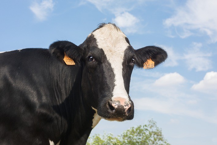 Mastite no Período Chuvoso Afeta Produção e Qualidade do Leite