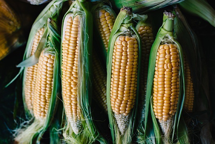 Mercado do Milho: Colheita Avança no Campo, Mas Negociações e Preços Seguem Desafiados