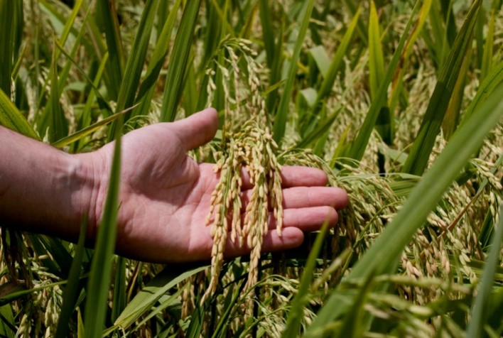 Setor do Arroz Refirma Compromisso com Rigor Técnico para Combater Irregularidades