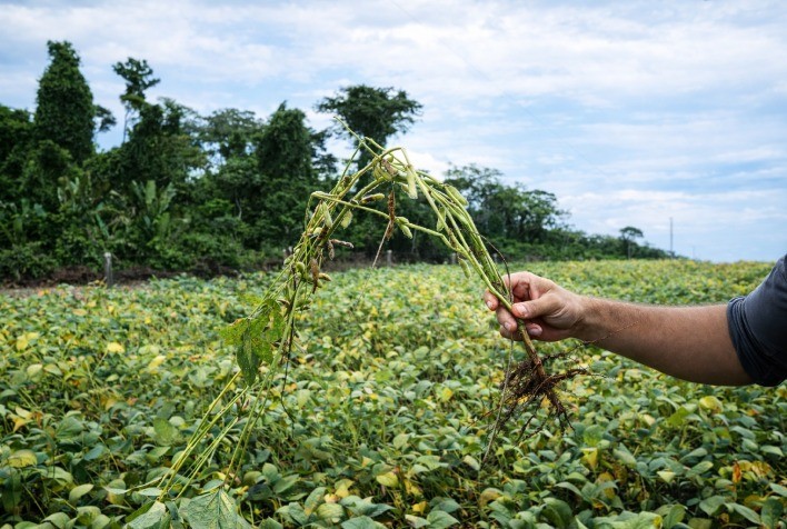Pesquisa de Campo Impulsiona Soluções para os Desafios da Soja no Vale do Guaporé